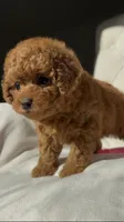 Baby Doll AKC, a female Poodle - Toy  for sale in Sacramento, CA – 5 of 7