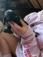 Midnight , a male Miniature Dachshund for sale in Taunton, MA – Photo 3 of 3