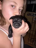 Midnight , a male Miniature Dachshund for sale in Taunton, MA – Photo 2 of 3