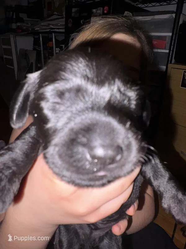 Midnight , a male Miniature Dachshund for sale in Taunton, MA – Photo 1 of 3