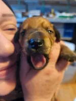 Tator , a female Miniature Dachshund for sale in Taunton, MA – Photo 1 of 5