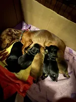 Tator , a female Miniature Dachshund for sale in Taunton, MA – Photo 3 of 5