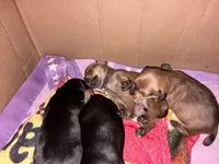 Tator , a female Miniature Dachshund for sale in Taunton, MA – Photo 4 of 5