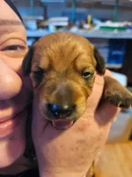 Tator , a female Miniature Dachshund for sale in Taunton, MA – Photo 2 of 5