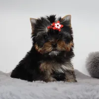 Micro girl Tootsie, a female Yorkshire Terrier for sale in Los Angeles, CA – 2 of 5
