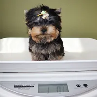Micro boy Lucas, a male Yorkshire Terrier for sale in Los Angeles, CA – 5 of 5