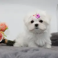Tiny Moonflower, a female Maltese for sale in Los Angeles, CA – 2 of 4