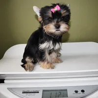 Pepper, a female Yorkshire Terrier for sale in Los Angeles, CA – 5 of 5