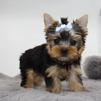 AKC Moonshine, a male Yorkshire Terrier for sale in Los Angeles, CA – 4 of 5