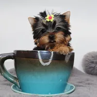Micro girl Sprinkles, a female Yorkshire Terrier for sale in Los Angeles, CA – 3 of 5