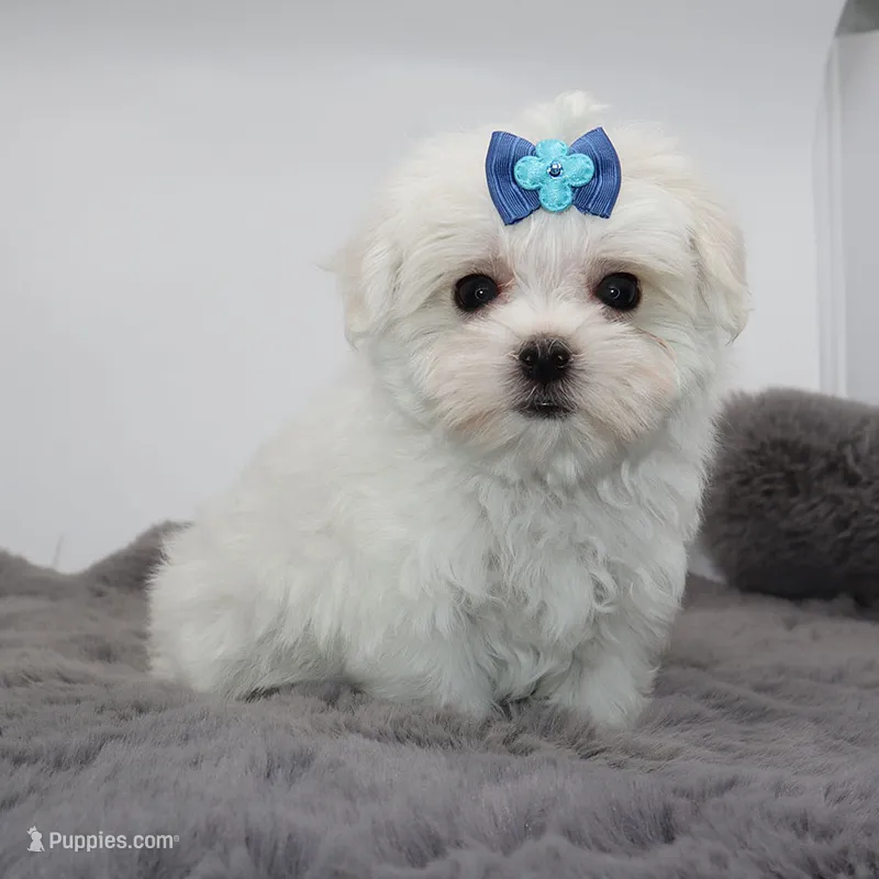 Milo – Maltese puppy for sale in Los Angeles, CA