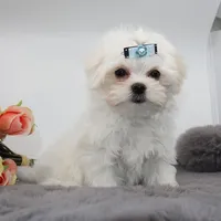 Mozzarella , a male Maltese for sale in Los Angeles, CA – 3 of 5