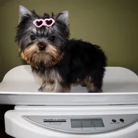Micro AKC Chery, a female Yorkshire Terrier for sale in Los Angeles, CA – 5 of 5