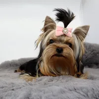 Micro girl Mia, a female Yorkshire Terrier for sale in Los Angeles, CA – 1 of 5