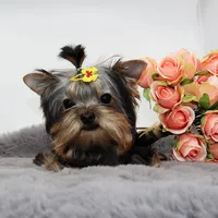 Micro girl Bijou, a female Yorkshire Terrier for sale in Los Angeles, CA – Photo 4 of 5