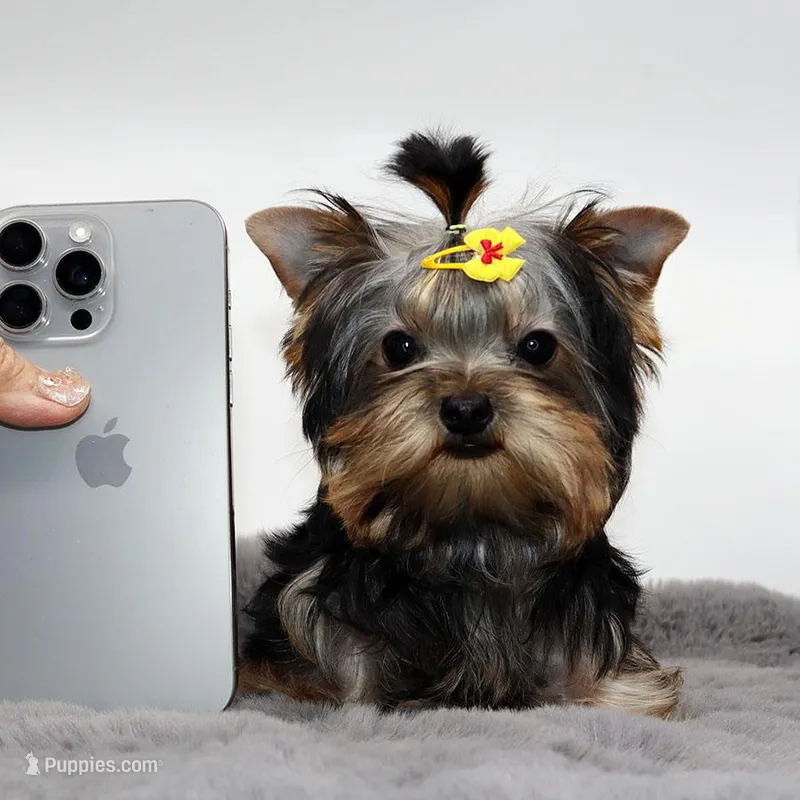 Micro girl Bijou – Yorkshire Terrier puppy for sale in Los Angeles, CA