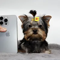 Micro girl Bijou, a female Yorkshire Terrier for sale in Los Angeles, CA – Photo 1 of 5