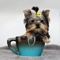 Micro girl Bijou, a female Yorkshire Terrier for sale in Los Angeles, CA – Photo 3 of 5