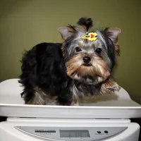 Micro girl Bijou, a female Yorkshire Terrier for sale in Los Angeles, CA – Photo 5 of 5