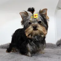 Micro girl Bijou, a female Yorkshire Terrier for sale in Los Angeles, CA – Photo 2 of 5