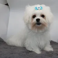 Olaf, a male Maltese for sale in Los Angeles, CA – 5 of 5