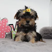 Moonpie, a female Yorkshire Terrier for sale in Los Angeles, CA – 4 of 5