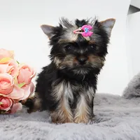 Tiny girl LuluBelle, a female Yorkshire Terrier for sale in Los Angeles, CA – Photo 2 of 5