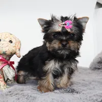 Tiny girl LuluBelle, a female Yorkshire Terrier for sale in Los Angeles, CA – Photo 3 of 5