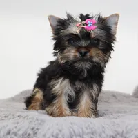 Tiny girl LuluBelle, a female Yorkshire Terrier for sale in Los Angeles, CA – Photo 4 of 5