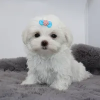 Ziggy, a male Maltese for sale in Los Angeles, CA – 4 of 5
