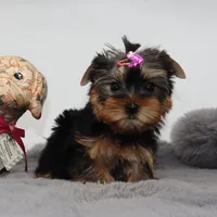 AKC Sabrina, a female Yorkshire Terrier for sale in Los Angeles, CA – 3 of 5