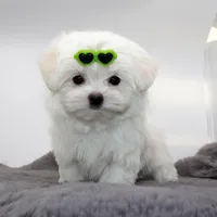 Bubble, a male Maltese for sale in Los Angeles, CA – Photo 3 of 5