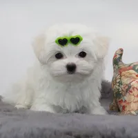 Bubble, a male Maltese for sale in Los Angeles, CA – Photo 4 of 5