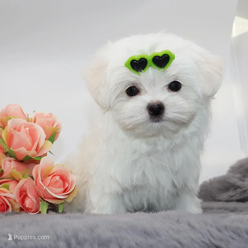 Bubble – Maltese puppy for sale in Los Angeles, CA