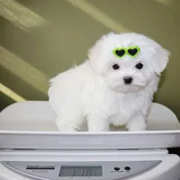 Bubble, a male Maltese for sale in Los Angeles, CA – Photo 5 of 5