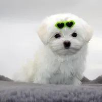 Bubble, a male Maltese for sale in Los Angeles, CA – Photo 2 of 5