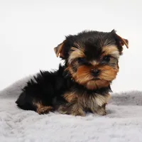 Tiny boy Dante, a male Yorkshire Terrier for sale in Los Angeles, CA – 3 of 5