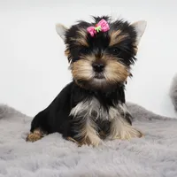 Pepper, a female Yorkshire Terrier for sale in Los Angeles, CA – 1 of 5