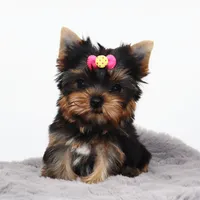 Tiny Hazel, a female Yorkshire Terrier for sale in Los Angeles, CA – 1 of 5