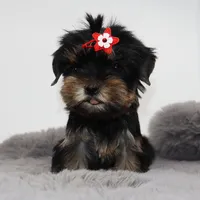 Fig, a female Yorkshire Terrier for sale in Los Angeles, CA – 2 of 5