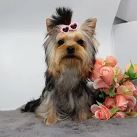 Ash, a female Yorkshire Terrier for sale in Los Angeles, CA – 4 of 5