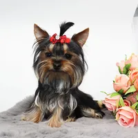 Micro girl Pixel, a female Yorkshire Terrier for sale in Los Angeles, CA – 2 of 5