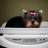 Roxy, a female Yorkshire Terrier for sale in Los Angeles, CA – 5 of 5