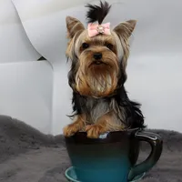 Micro girl Mia, a female Yorkshire Terrier for sale in Los Angeles, CA – 3 of 5
