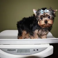 Winnie, a male Yorkshire Terrier for sale in Los Angeles, CA – 4 of 5