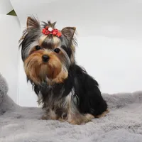 Chickpea, a female Yorkshire Terrier for sale in Los Angeles, CA – Photo 2 of 5