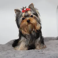 Chickpea, a female Yorkshire Terrier for sale in Los Angeles, CA – Photo 3 of 5