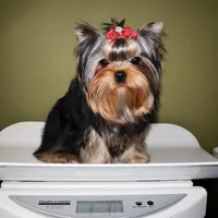 Chickpea, a female Yorkshire Terrier for sale in Los Angeles, CA – Photo 5 of 5