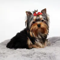 Chickpea, a female Yorkshire Terrier for sale in Los Angeles, CA – Photo 1 of 5