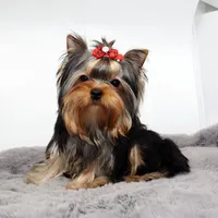 Chickpea, a female Yorkshire Terrier for sale in Los Angeles, CA – Photo 4 of 5